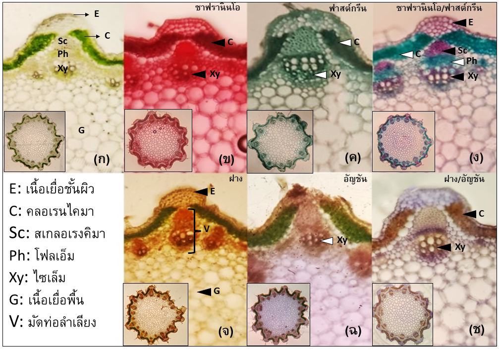 natural dyed extract for plant tissue staining of fresh slide preparation