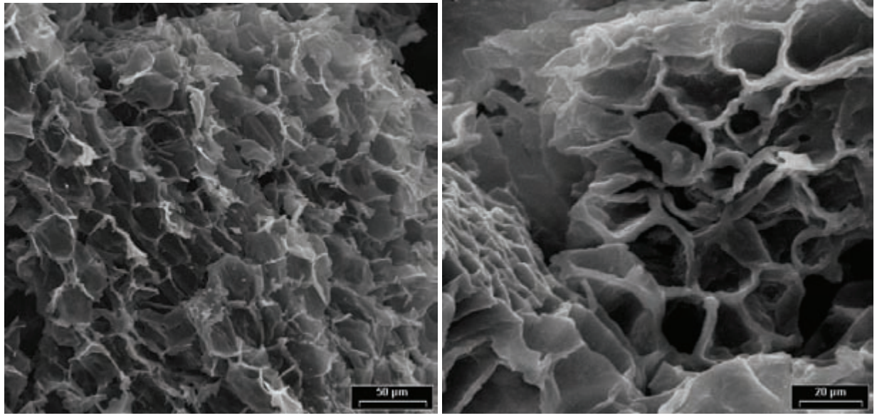 The SEM pictures of durian biochars’ surface morphology